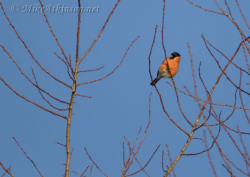 Bullfinch