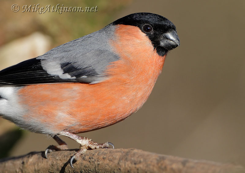 Bullfinch
