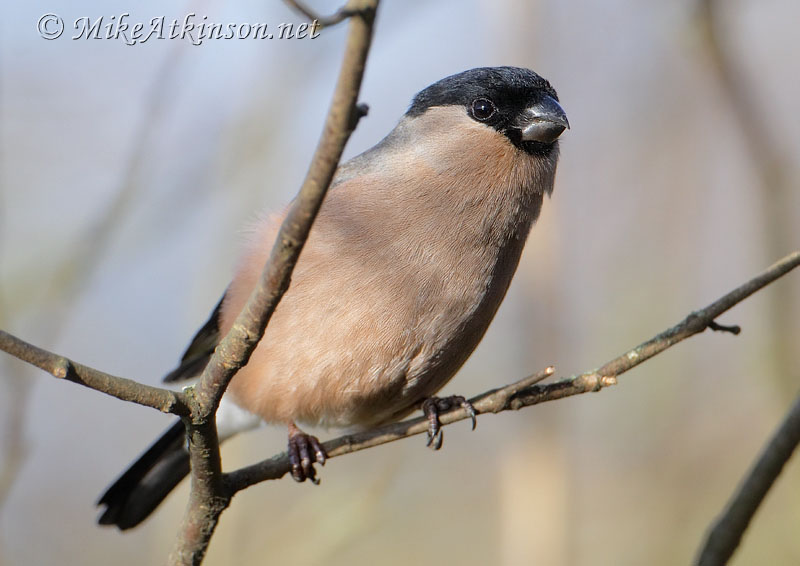 Bullfinch