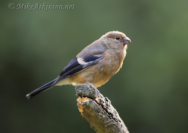 Bullfinch