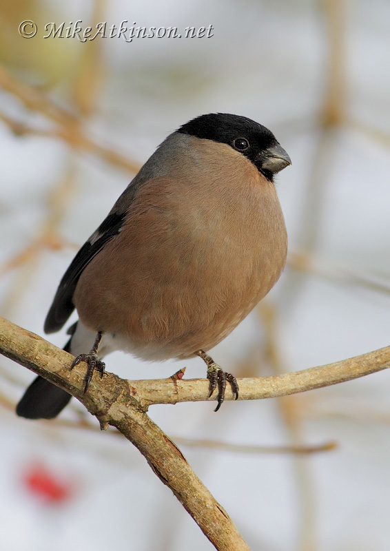 Bullfinch