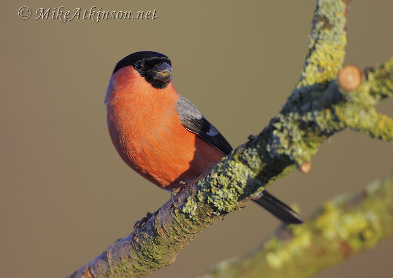 Bullfinch