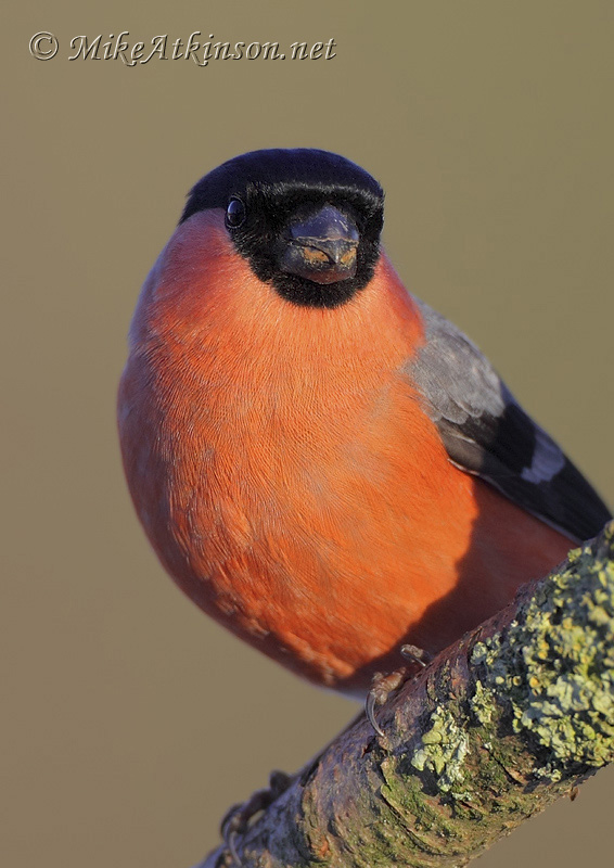 Bullfinch