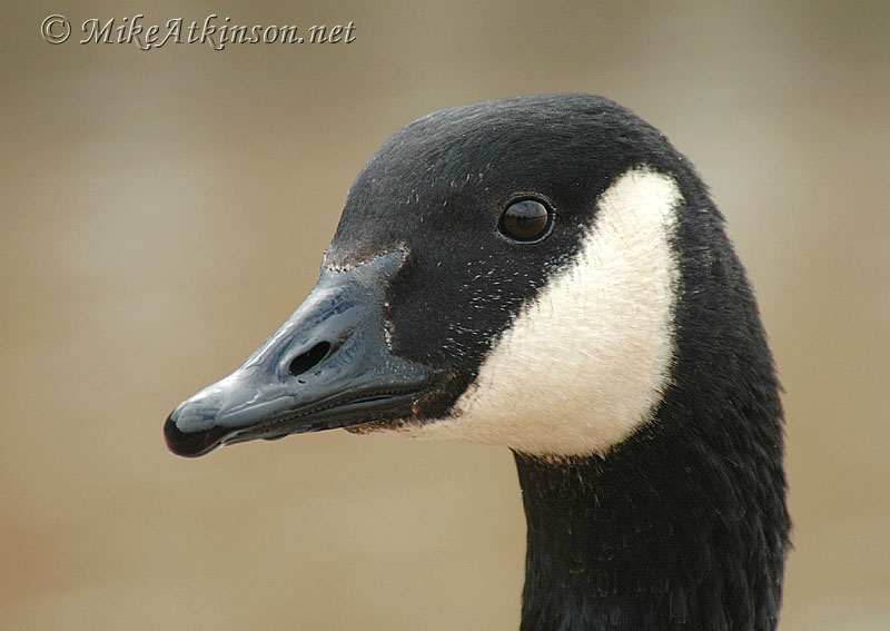 Canada Goose