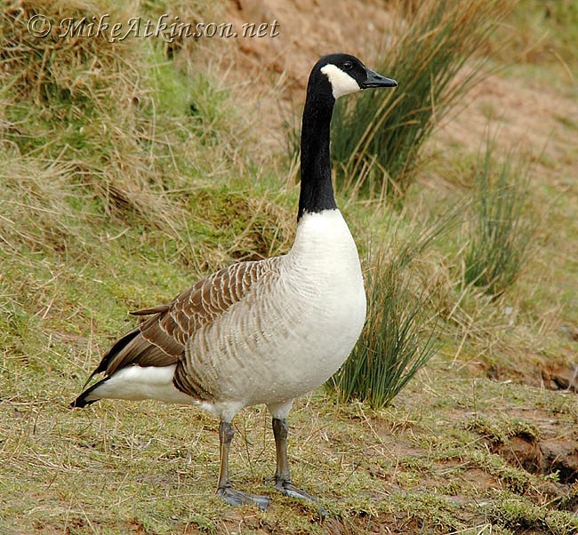 Canada Goose
