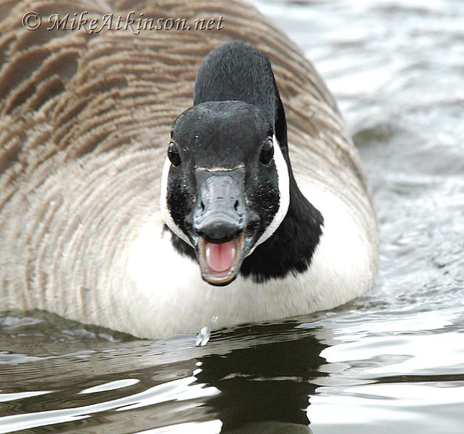 Canada Goose