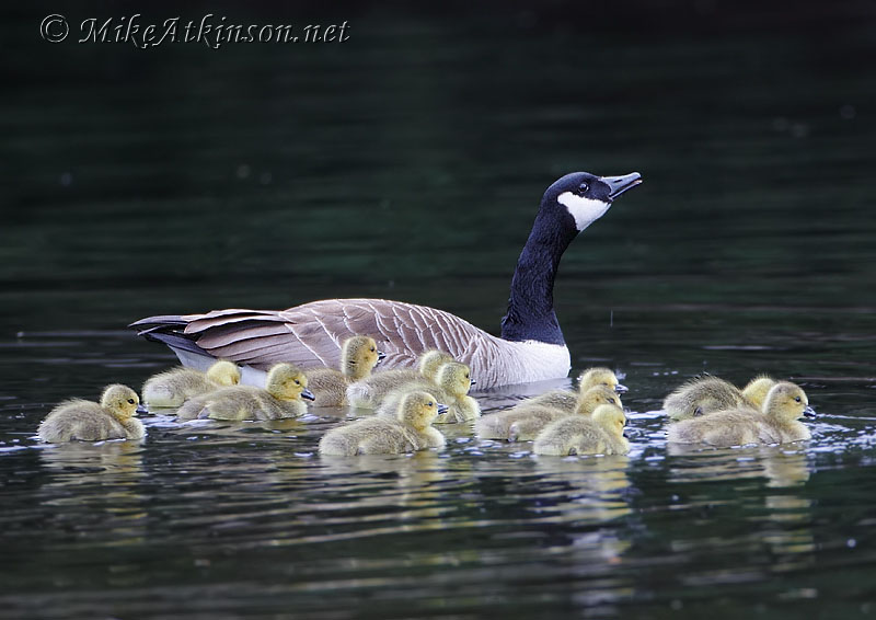 Canada Goose