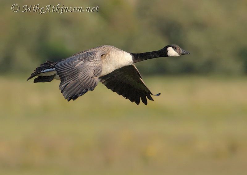 Canada Goose