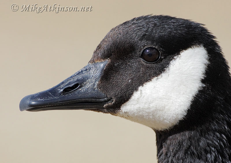Canada Goose