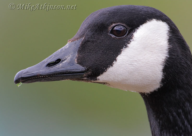 Canada Goose