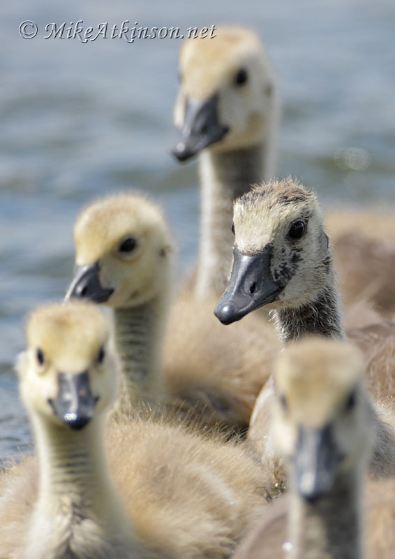 Canada Goose