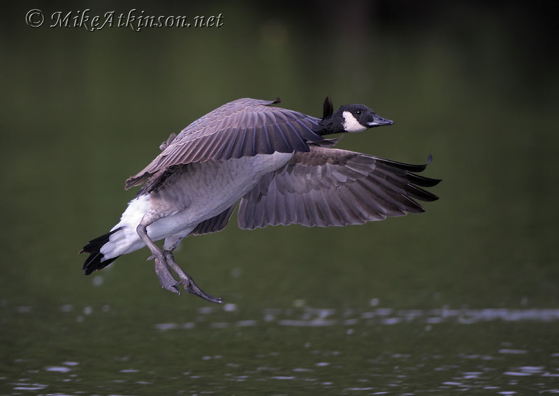 Canada Goose