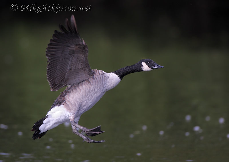 Canada Goose