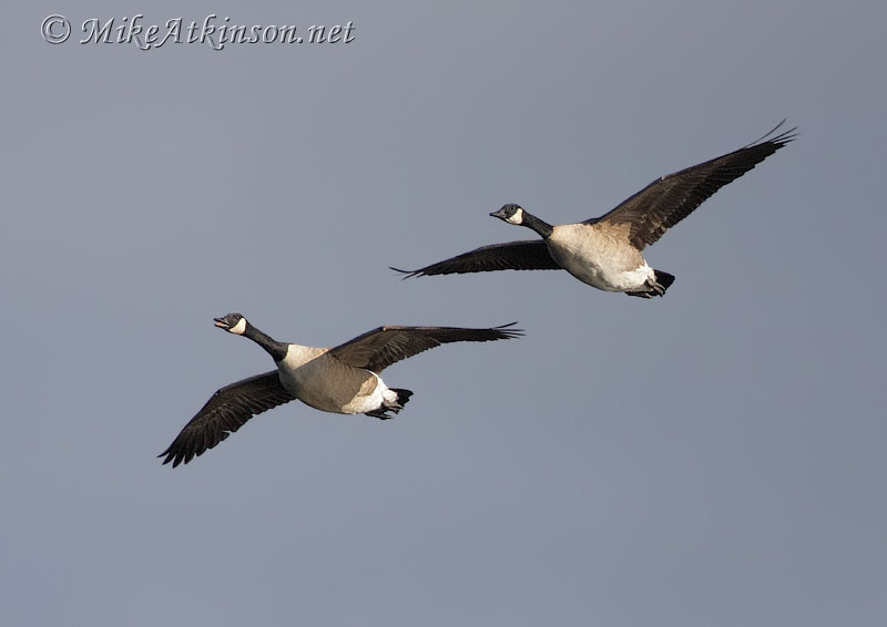 Canada Goose