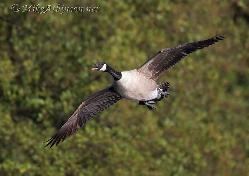 Canada Goose