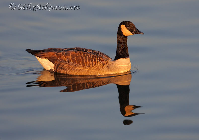 Canada Goose