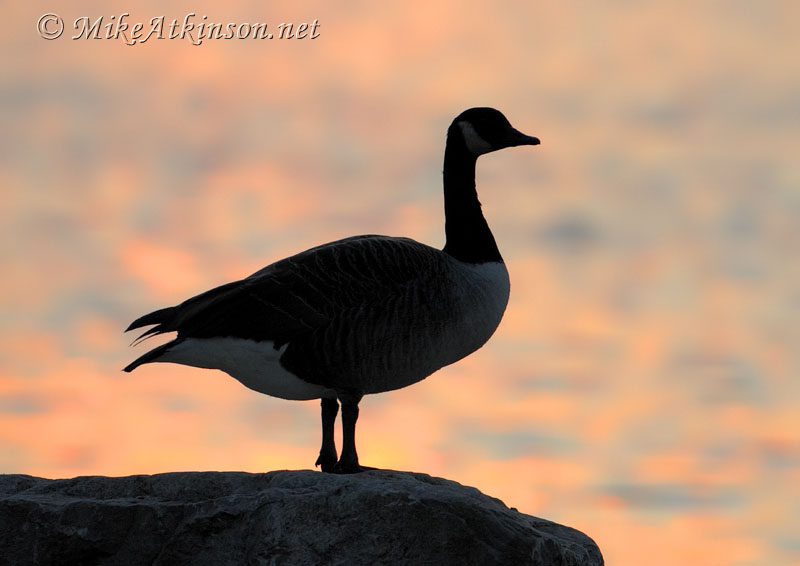 Canada Goose