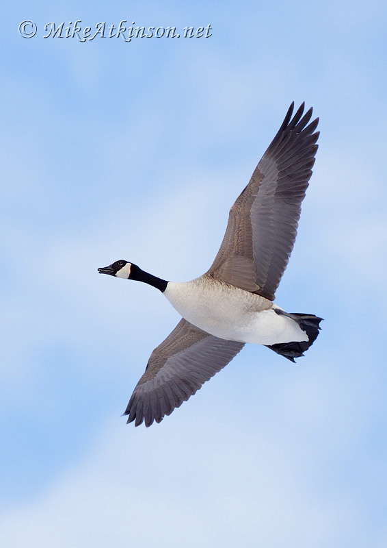 Canada Goose
