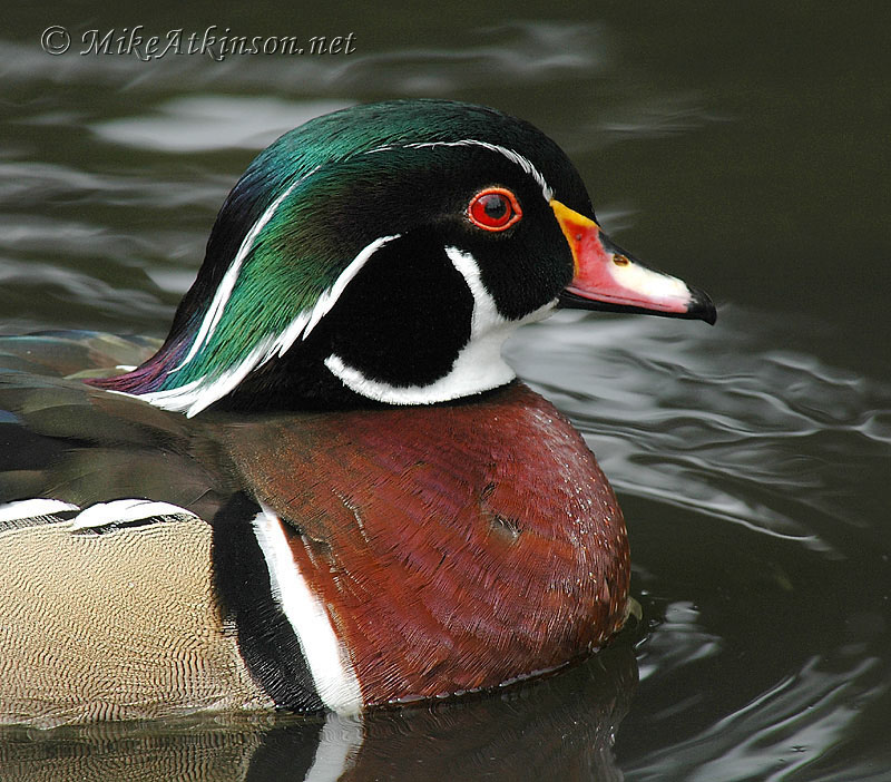 Carolina Duck (captive bird)