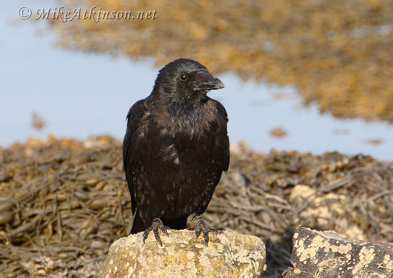 Carrion Crow