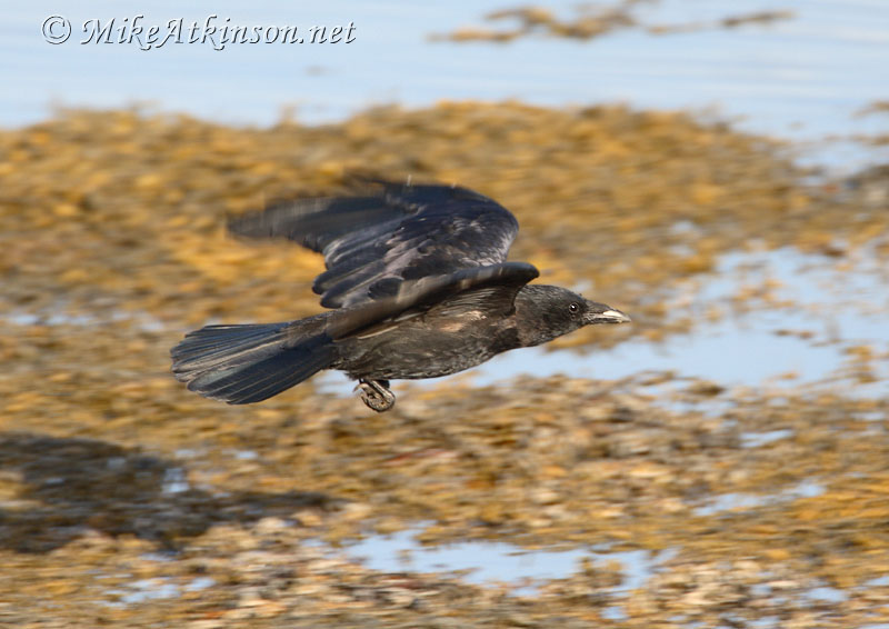 Carrion Crow