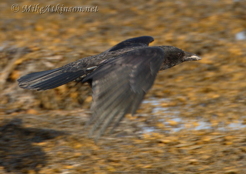 Carrion Crow