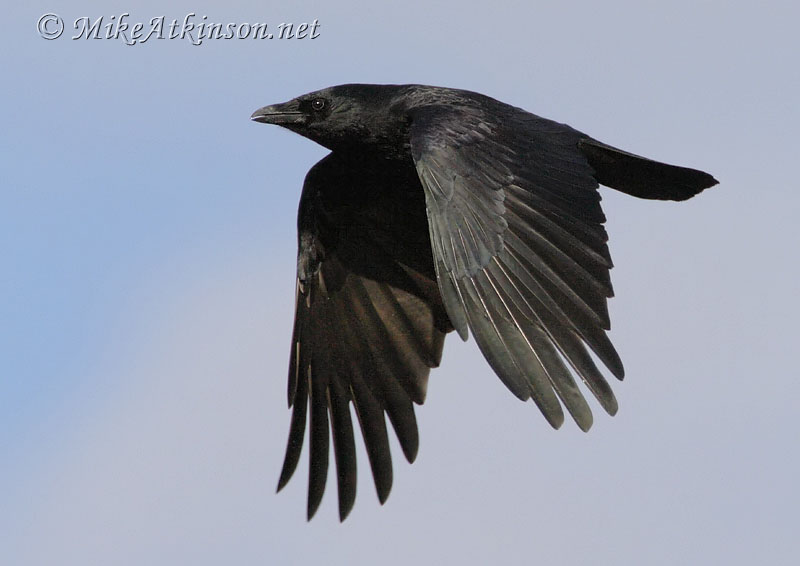 Carrion Crow