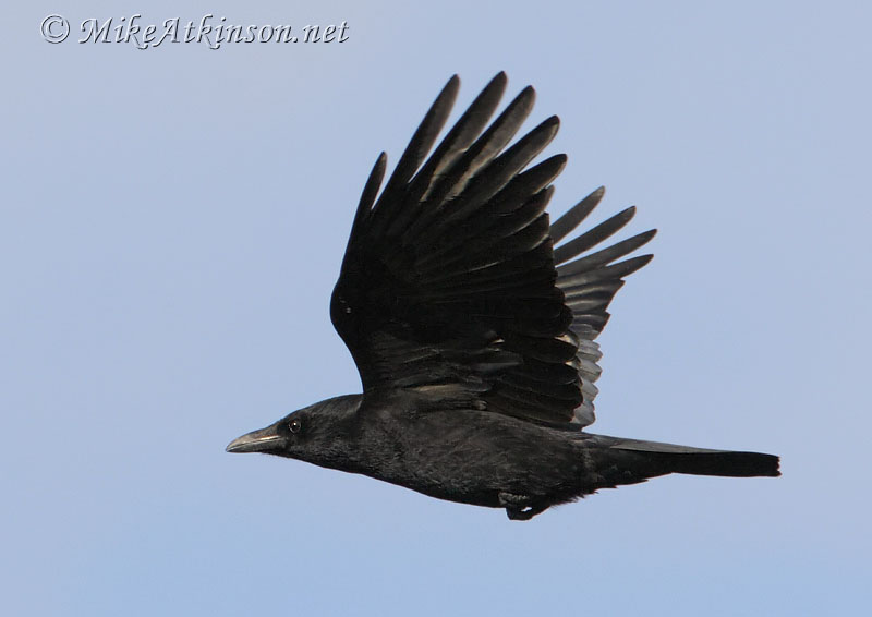 Carrion Crow
