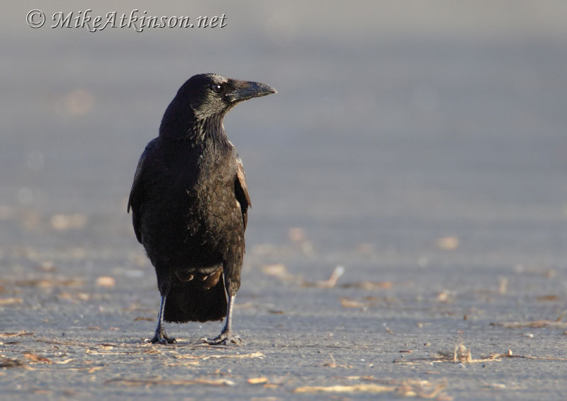 Carrion Crow