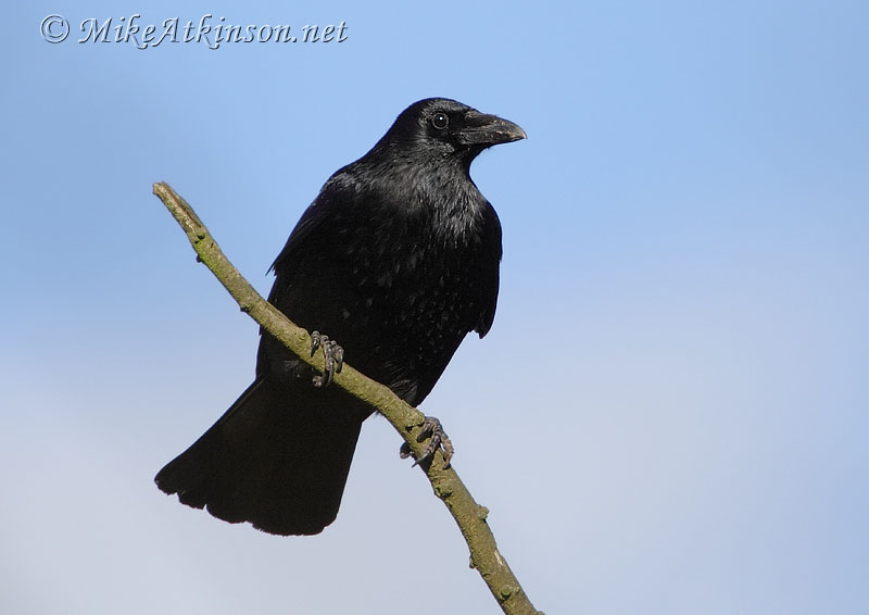Carrion Crow