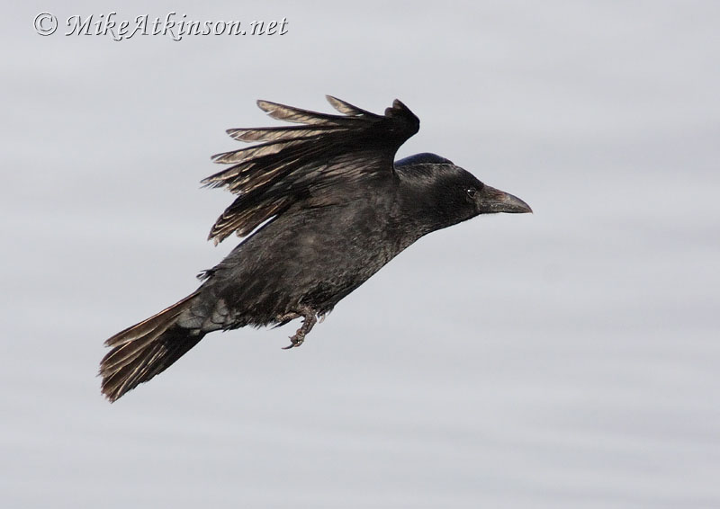 Carrion Crow