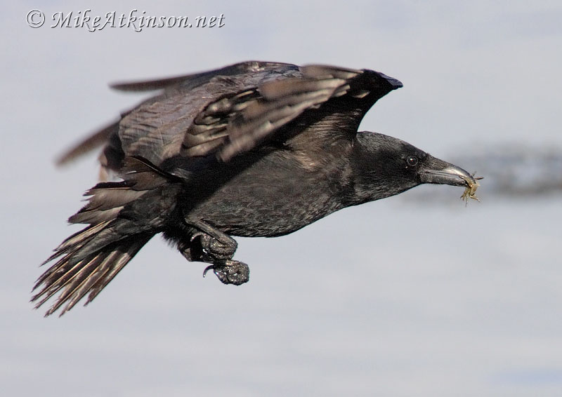 Carrion Crow