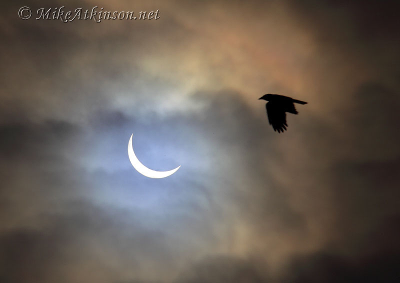 Carrion Crow