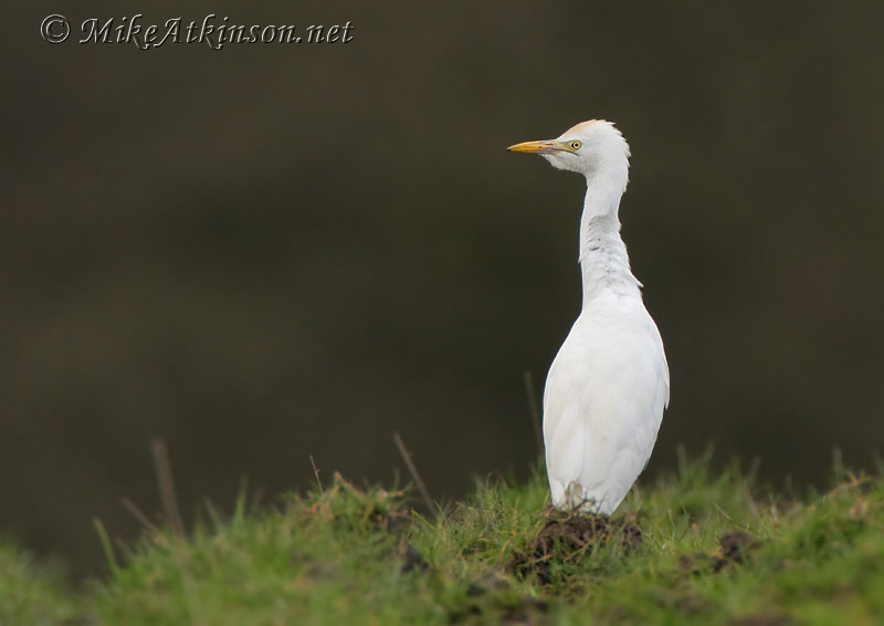 Cattle Egret