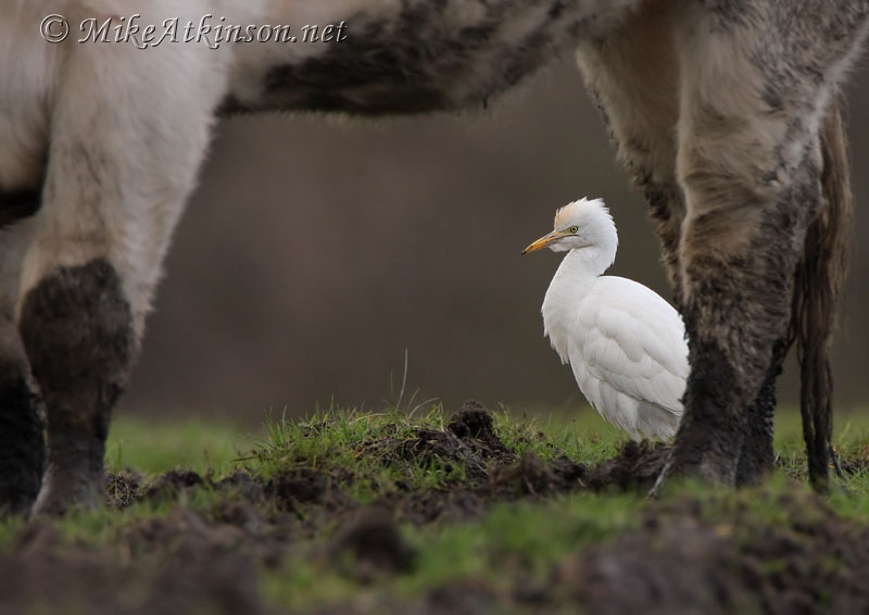 Cattle Egret