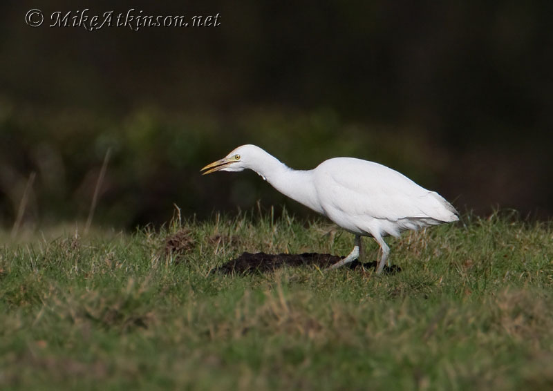 Cattle Egret