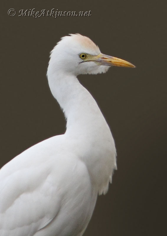 Cattle Egret