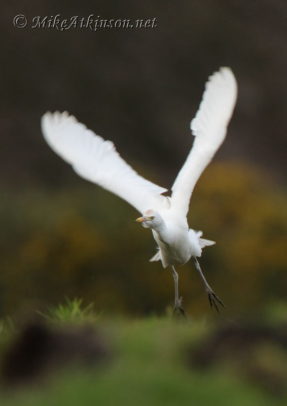 Cattle Egret