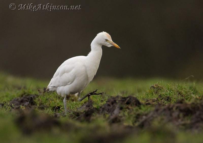Cattle Egret