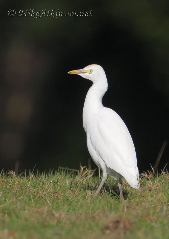 Cattle Egret