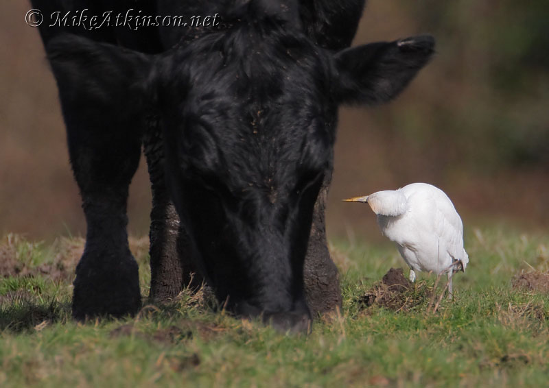 Cattle Egret