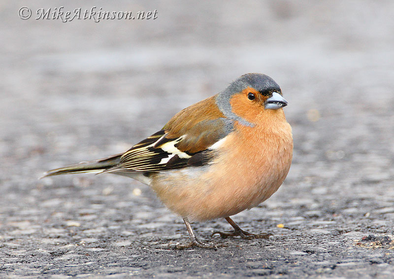 Chaffinch