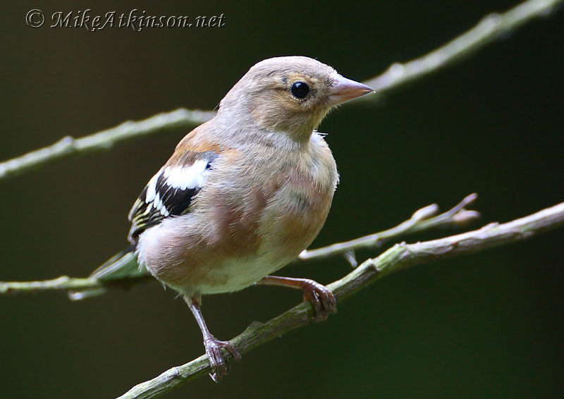 Chaffinch