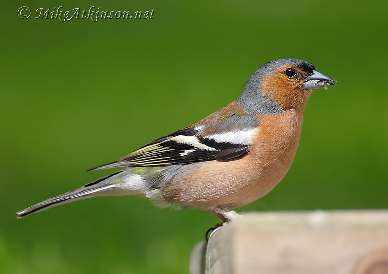 Chaffinch