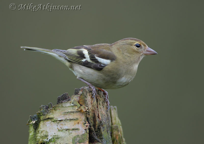 Chaffinch