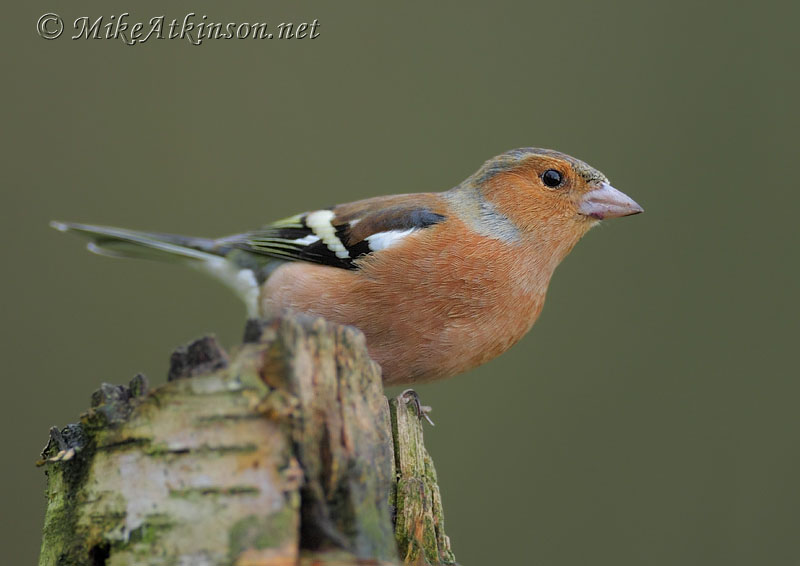 Chaffinch