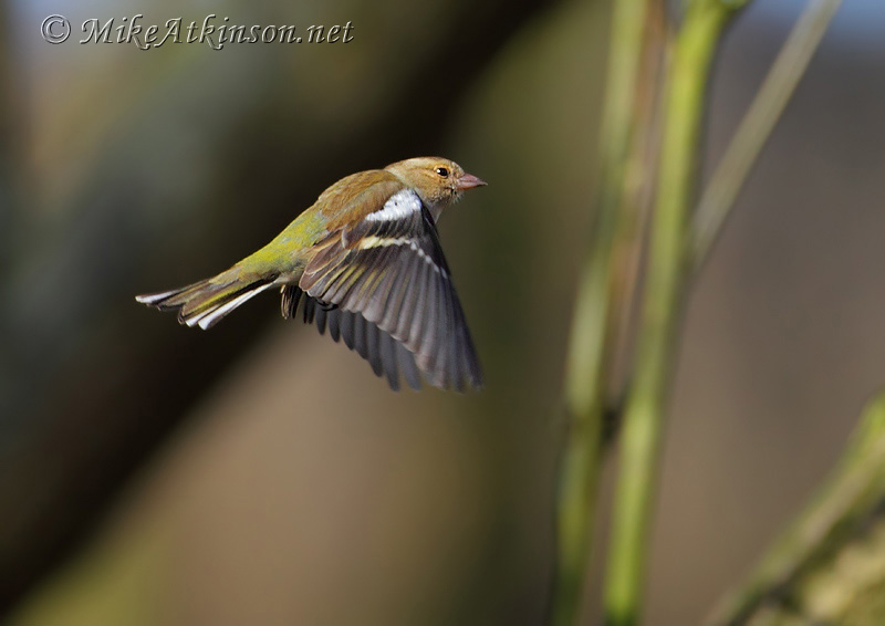 Chaffinch