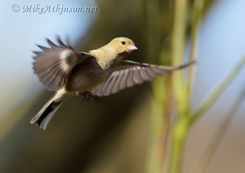 Chaffinch