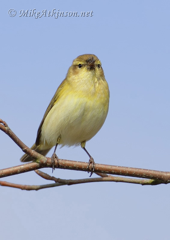Chiffchaff