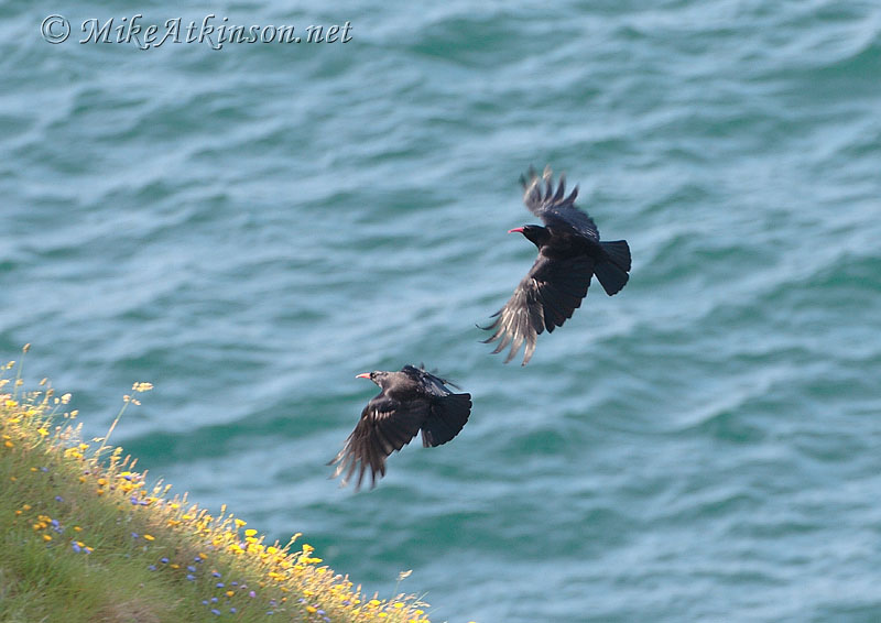 Chough